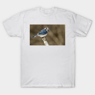 Blue Jay T-Shirt